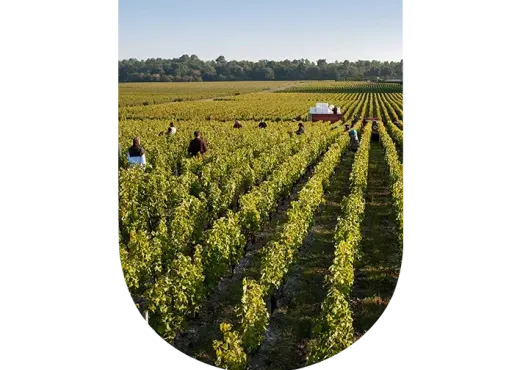 ©Domaine de Chevalier