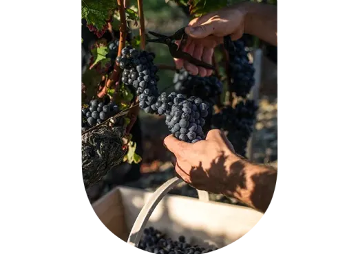 ©Château Calon Ségur