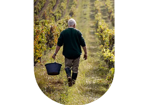 Bordeaux rive droite : entre vin fin et délicat