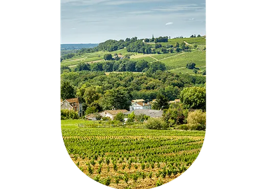 Vins Sauternes : nectar d'or et gourmandise