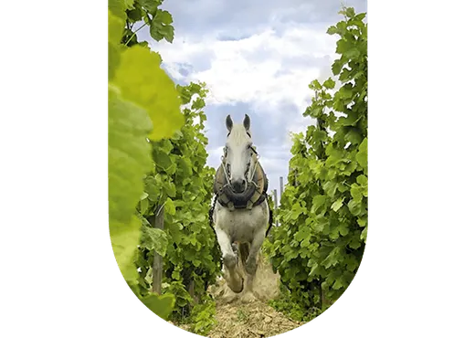 M. Chapoutier Ermitage Le Méal - Blanc 2002, U'wine
