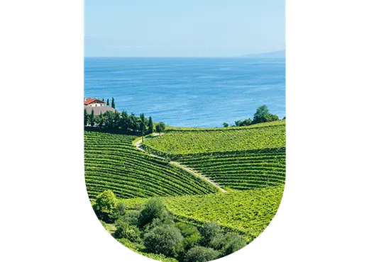 Région viticole Espagne