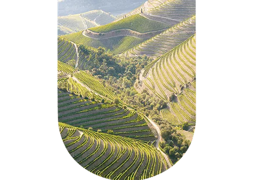Région viticole Portugal