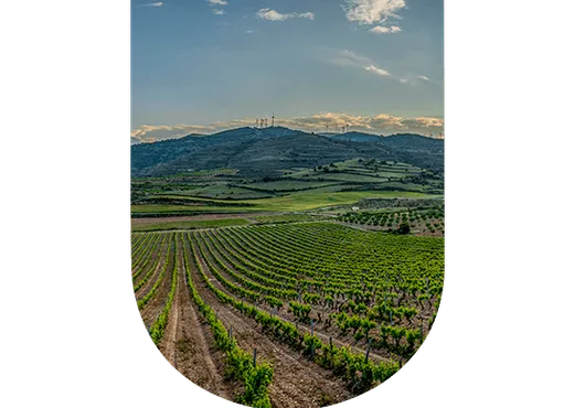 Région viticole États-Unis
