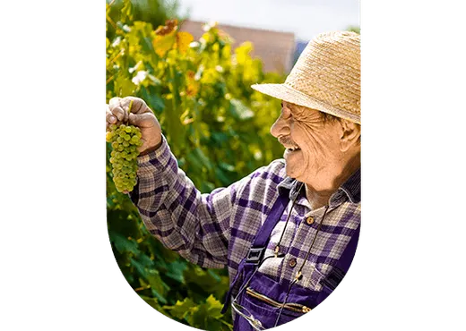 Méthodes de vinification