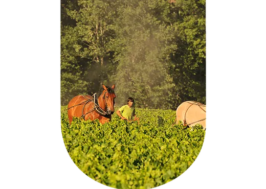 Domaine de Chevalier