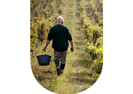 Vigneron dans les vignes de Bourgogne