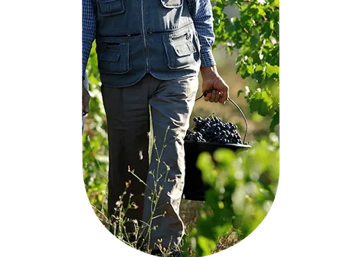 Vendange vin rouge