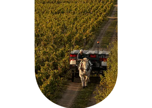 Vendange vin bio Château Pontet Canet
